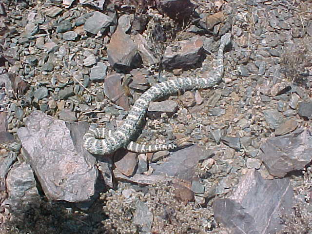 blue phase S. W. Speckled Rattlesnake