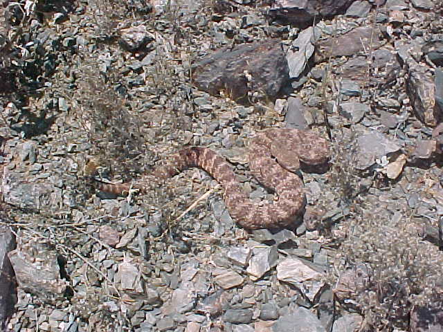 red phase S. W. Speckled Rattlesnake