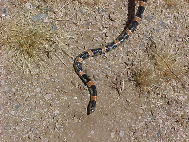 Western Longnose Snake