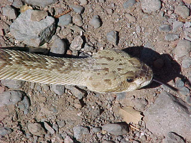 Northern Blacktail Rattlesnake